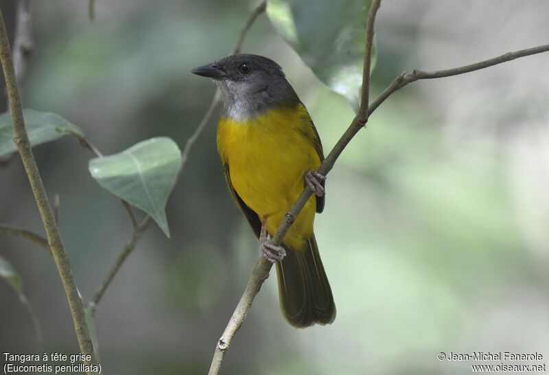 Grey-headed Tanager