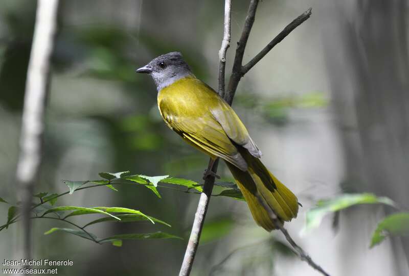 Grey-headed Tanageradult