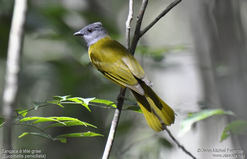 Grey-headed Tanager