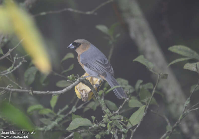 Cinnamon Tanager