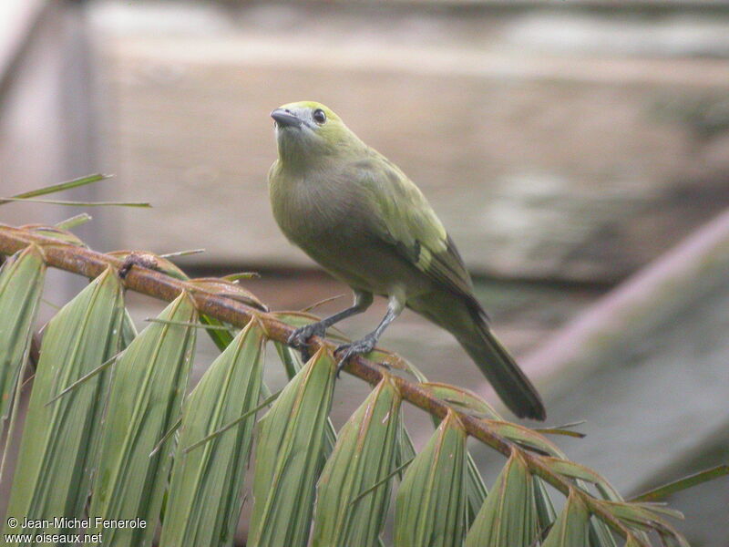 Palm Tanager