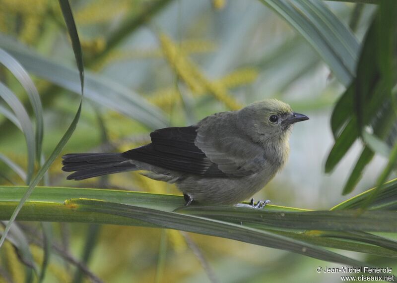 Palm Tanager