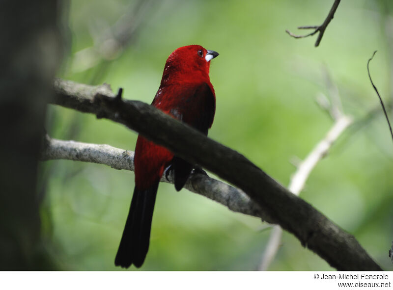 Brazilian Tanager male adult