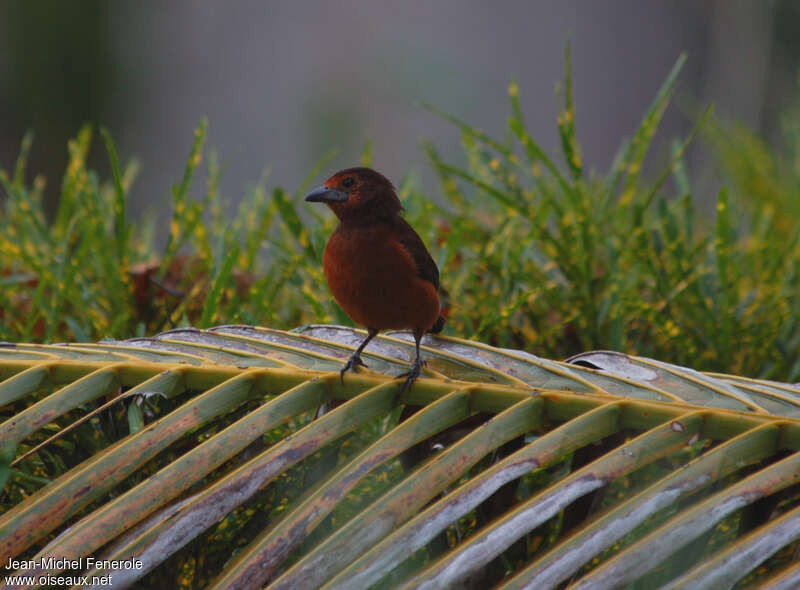 Huallaga Tanager female adult