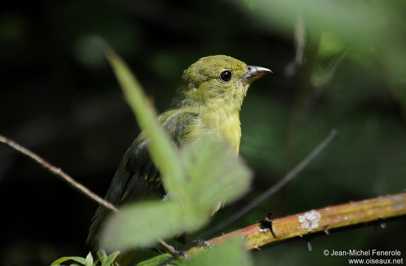 Scarlet Tanager