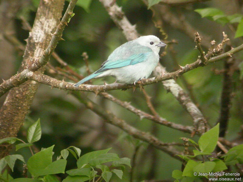 Blue-grey Tanager