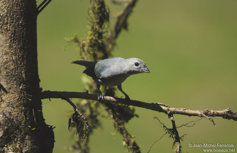 Blue-grey Tanager