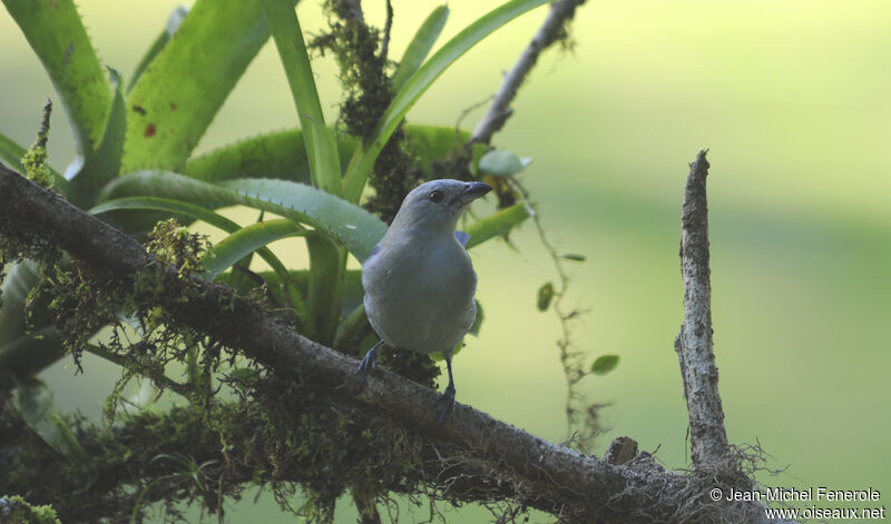 Blue-grey Tanager