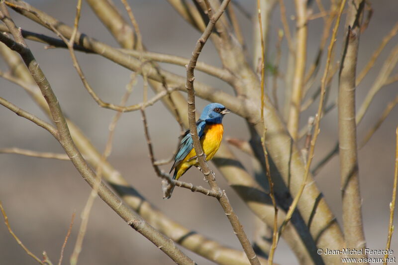 Blue-and-yellow Tanager male adult