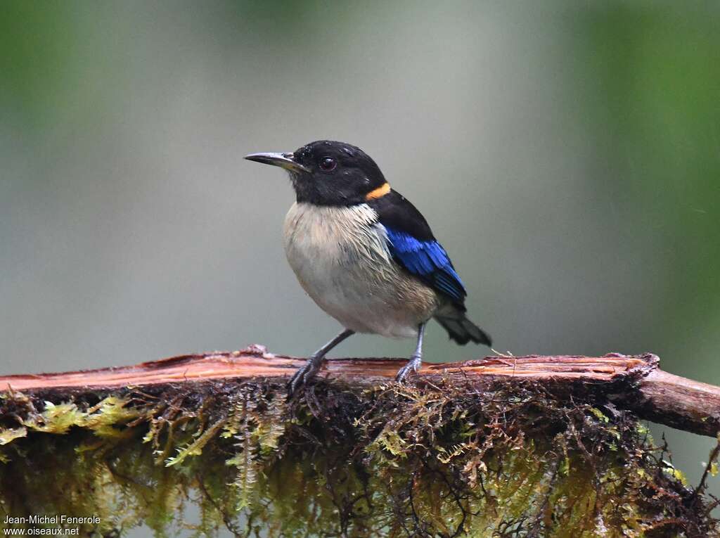 Tangara sucrier