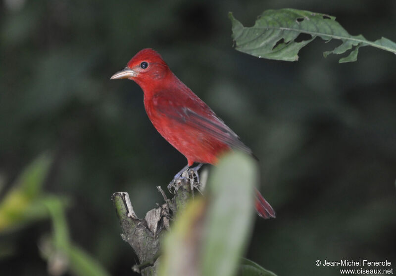 Summer Tanager male adult