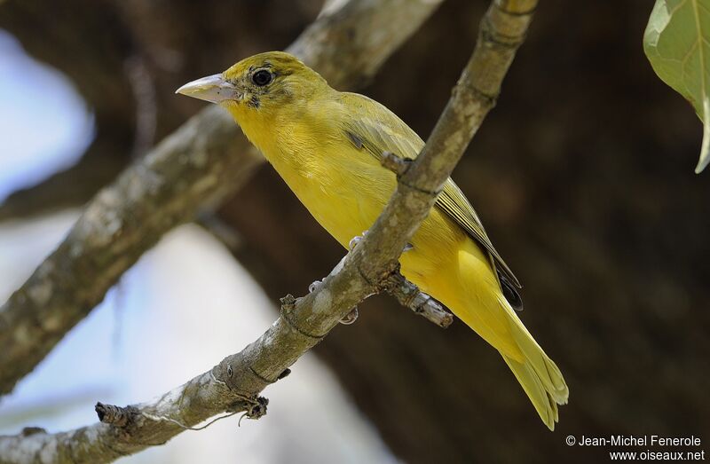 Summer Tanager