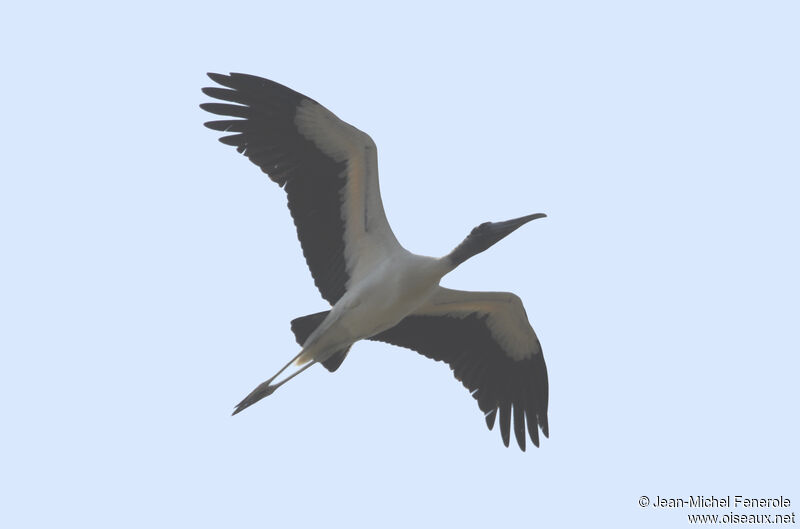 Wood Stork