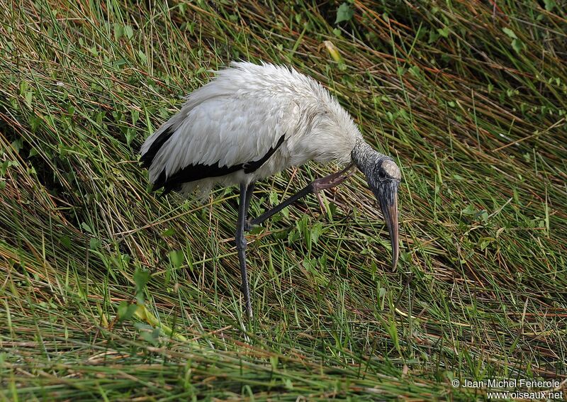 Wood Stork