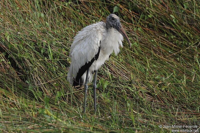 Wood Stork