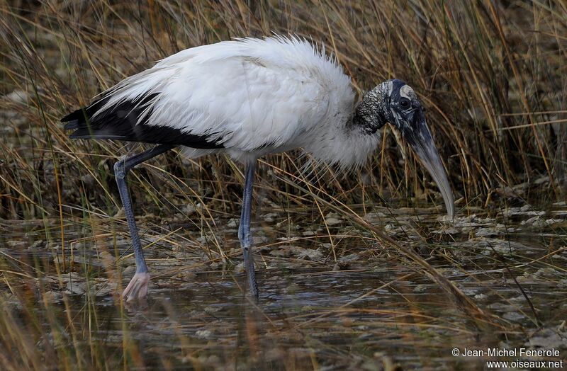 Wood Stork