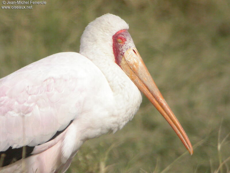 Yellow-billed Stork