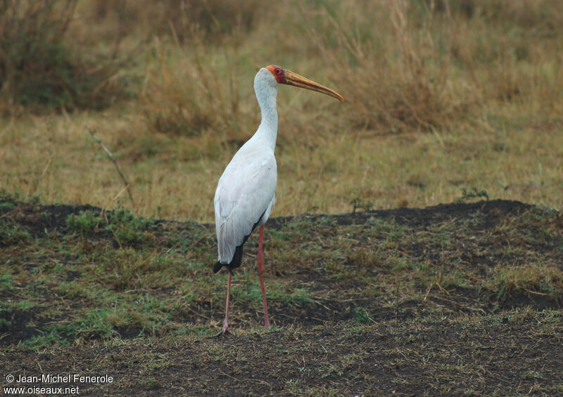 Yellow-billed Stork