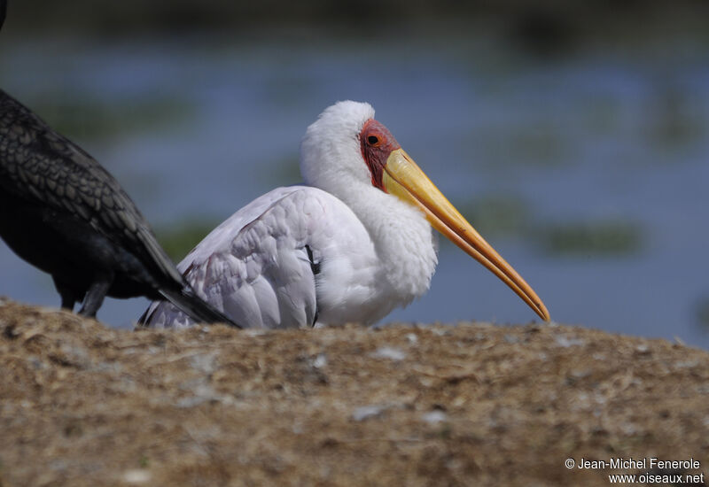 Yellow-billed Stork