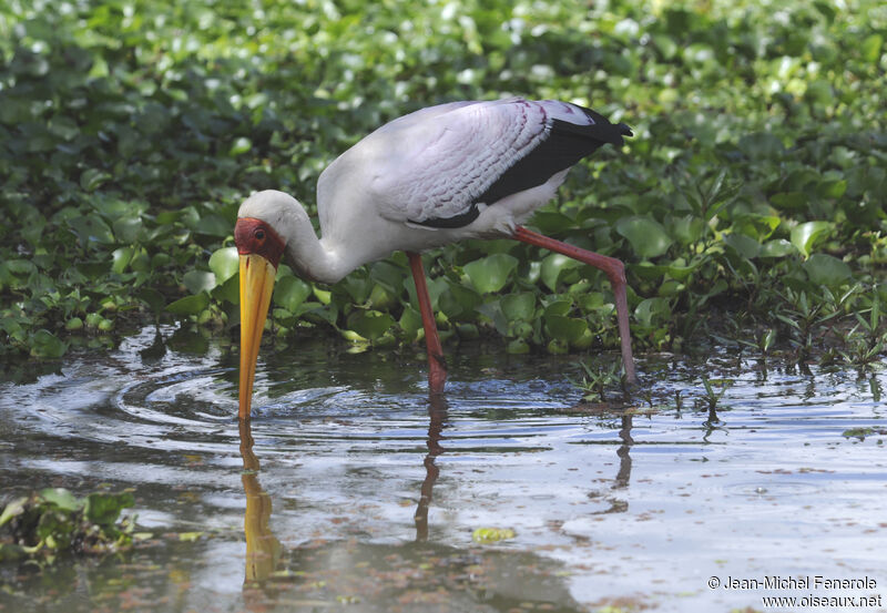 Tantale ibis