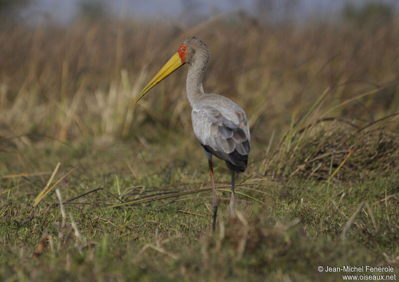 Yellow-billed Stork