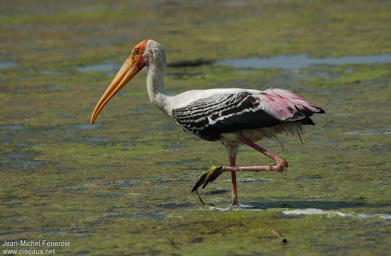 Painted Storkadult, identification, walking