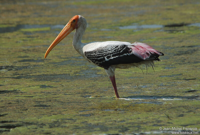 Painted Stork