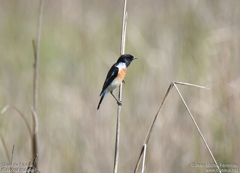 Siberian Stonechat male