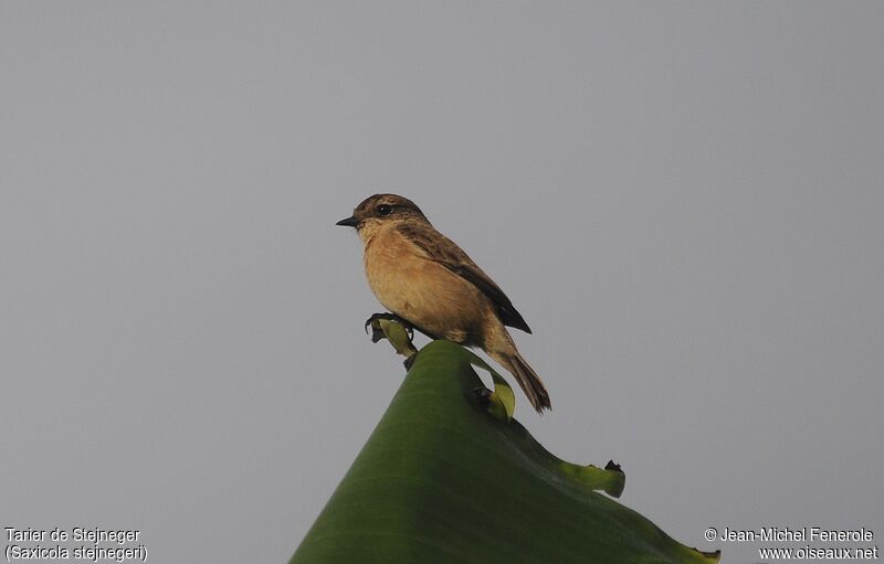 Amur Stonechat