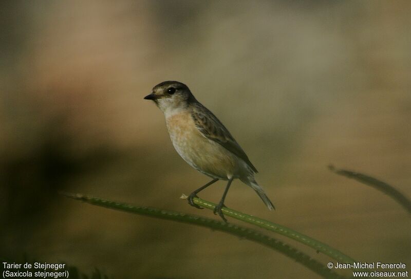 Amur Stonechat