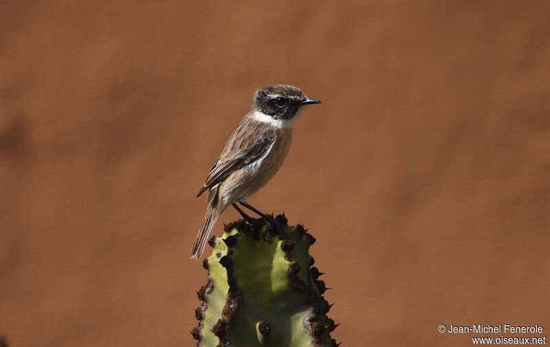 Canary Islands Stonechat male adult, identification