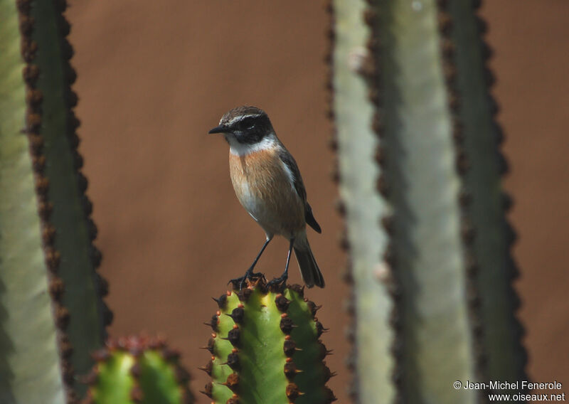 Tarier des Canaries mâle adulte, identification