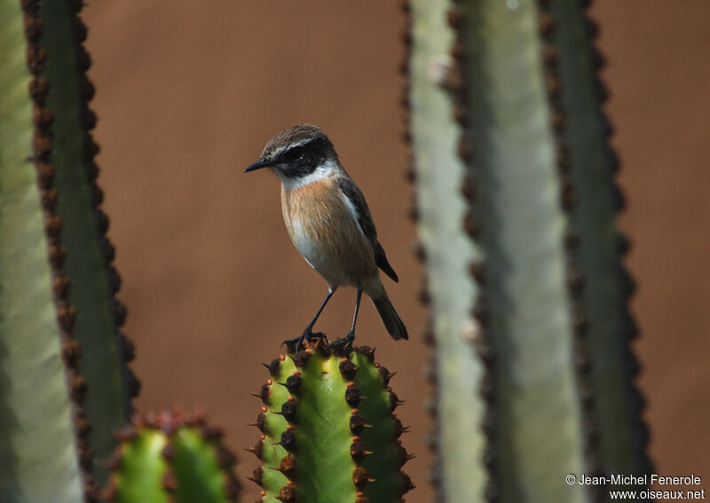 Tarier des Canaries mâle adulte, identification