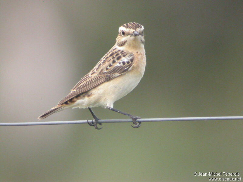 Whinchat