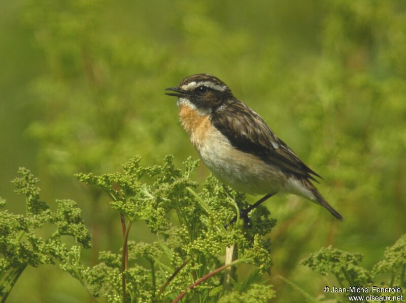 Whinchat male adult