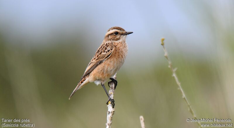 Whinchat