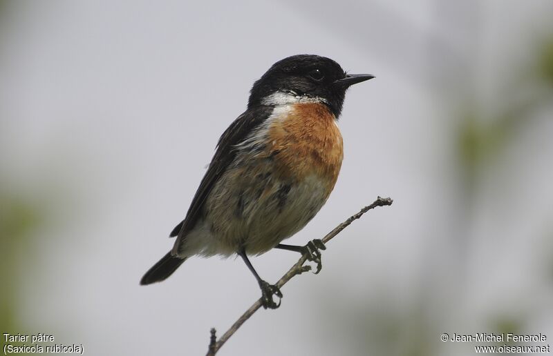 European Stonechat