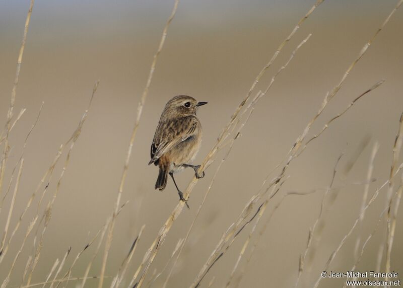 European Stonechat female adult