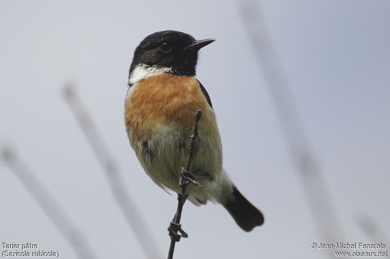 European Stonechat