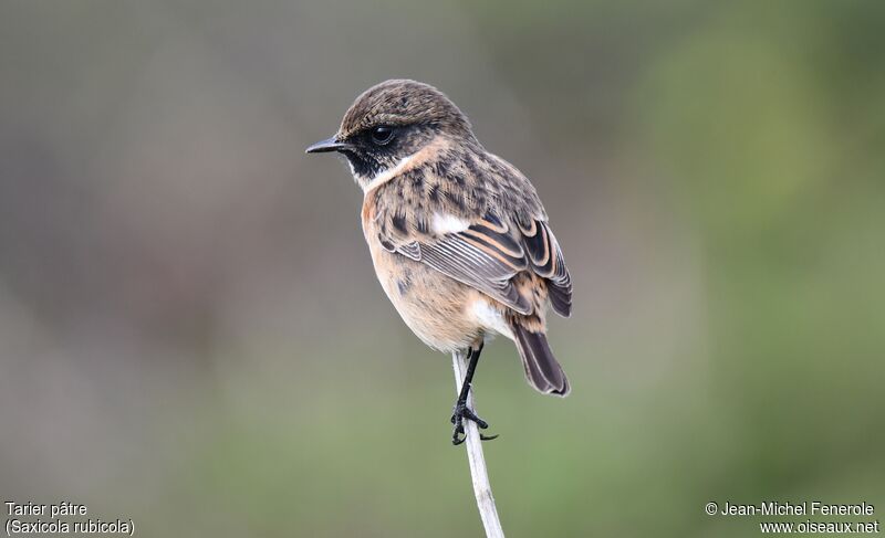 European Stonechat