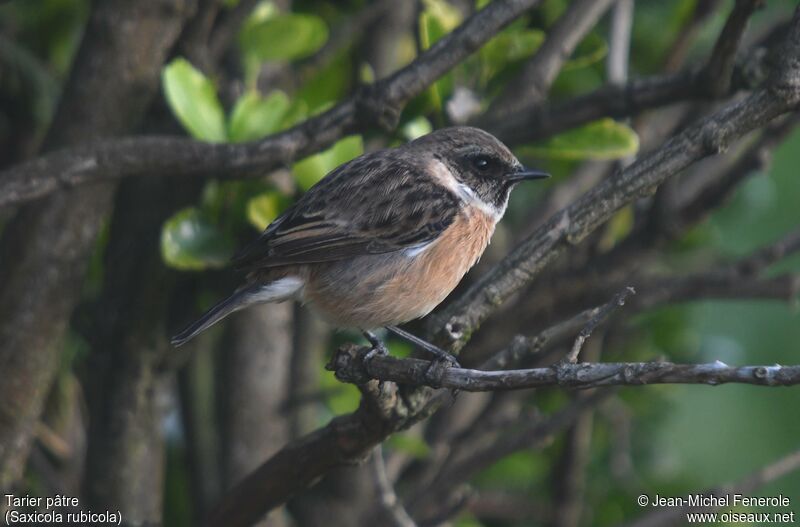 European Stonechat