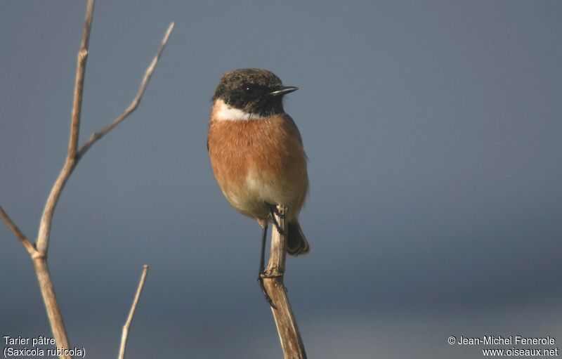 European Stonechat