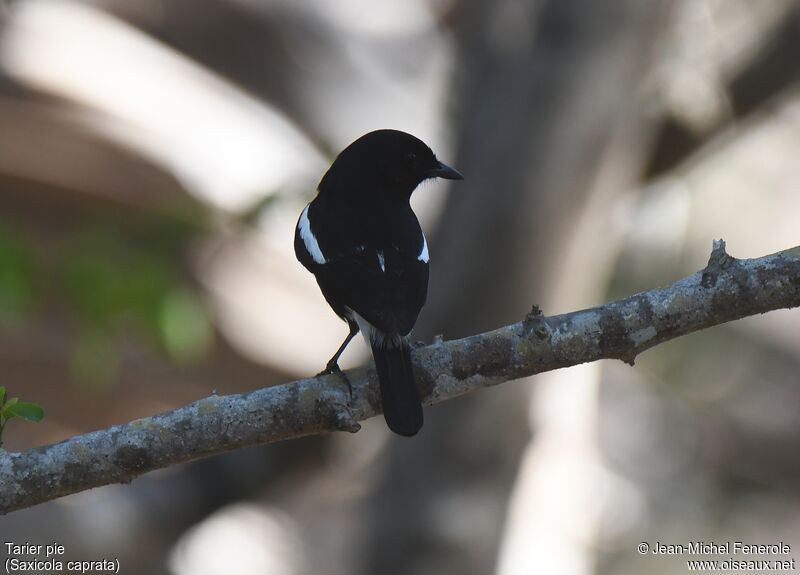 Pied Bush Chat