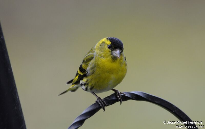 Eurasian Siskin male