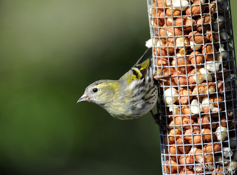 Eurasian Siskin