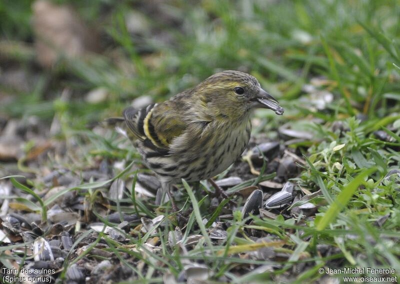 Eurasian Siskin