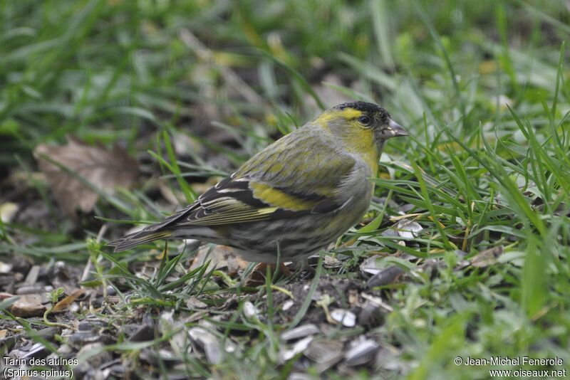 Eurasian Siskin