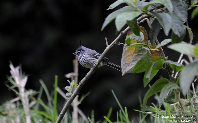 Taurillon mésange