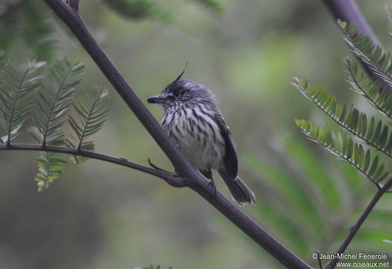 Tufted Tit-Tyrant