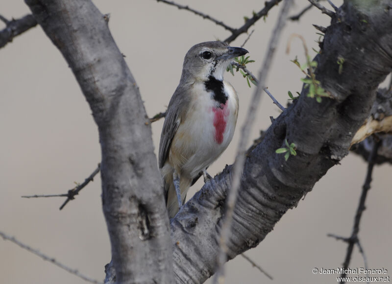 Rosy-patched Bushshrike female adult